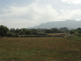 Toriello