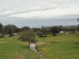 Castuera