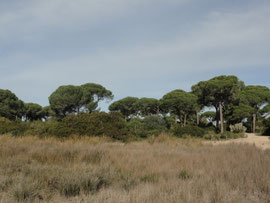Puerto Real - 