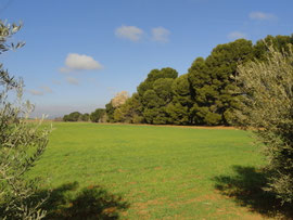 Zwischen Antequera und Cartaojal