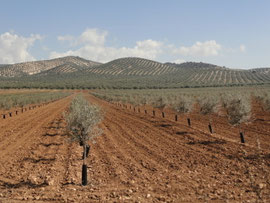 Zwischen Cartaojal und Cuevas Bajas
