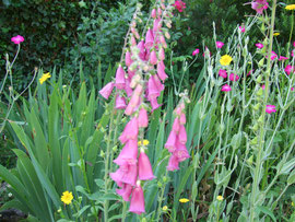 Digitalis