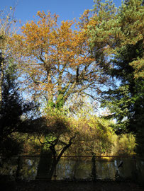 Herbstfärbung der Eichen