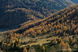 i colori dei Larici in autunno, un quadro dipinto dalla Natura
