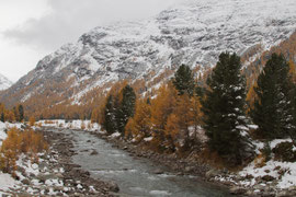 Engadina