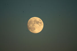 La Luna sorge, una magica notte di Luna piena si avvicina