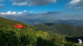 Lungo il sentiero che porta su al San Primo - Fiore rosso: Giglio selvatico (Lilium bulbiferum)