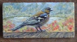 º Vinkje bij de Berkenplas, a/p, 10x6cm