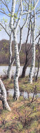 Berken, vroeg voorjaar, 4, o/a/p, 45x150cm