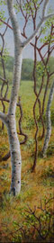 Berken, voorjaar, 7, a/p, 28x121,8cm