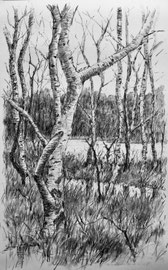 Berken, houtskool, 65x100cm