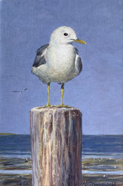 º Schier, Meeuw bij het wad, a/p, 10x15cm