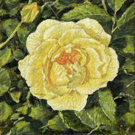 Gele roos uit Rosarium, alkyd/dibond, 10x10cm