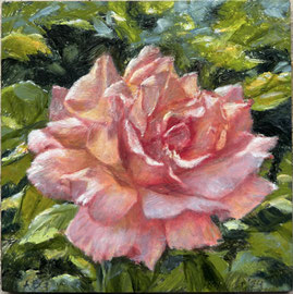 Roos in de zon, alkyd/dibond, 10x10cm