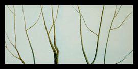 Winter Tree 12”x24” / 冬天的树 30.5 x 61cm, 2007
