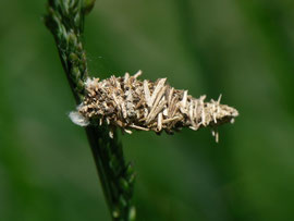 Sterrhopterix standfussi (Bergmoor-Sackträger) / CH SZ Ibergeregg, Furggelenstock 1572 m, 10. 06. 2014