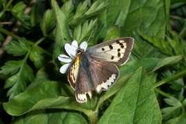 Lycaena phlaeas (Kleiner Feuerfalter, aberrative Variation), Italien Isornotal, 09. 10. 2006