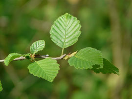 Erle (Alnus spec.) / Betulaceae (mit Frassspur der Raupe)