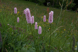 Polygonum bistorta (Schlangen-Knöterich) / Polygonaceae