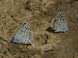 Pseudophilotes baton / CH VS Obergoms, Oberwald, Gonerli 1497 m, 05. 08. 2025