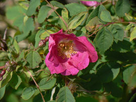 Rosa spec. (Fund der Raupe)
