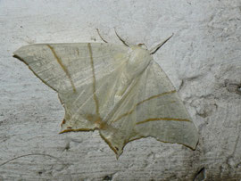 Ourapteryx sambucaria (Nachtschwalbenschwanz) / CH VS Goppenstein Bahnhofunterführung 1216 m, 12. 08. 2011
