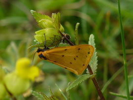 Setina irrorella / CH VS Törbel, Moosalp, 2145 m, 03. 07. 2025
