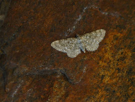 Eupithecia graphata / CH TI Airolo, Gotthard, Lage della Sella 2236 m, 29. 06. 2025