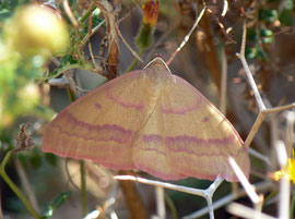 Rhodostrophia cretacaria / Griechenland, Kreta, Gramvoussa ca 200 m, 13. 05. 2011