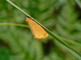 Setina irrorella (Steinflechtenbär) / UR Meiental Färnigen Schwandi 1566 m, 22. 07. 2013