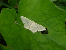 Idaea straminata / CH VS Obergoms, Oberwald, Gonderli 1524 m, 05. 08. 2025
