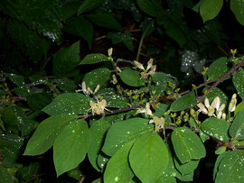 Lonicera xylosteum (Rote Heckenkirsche) / Caprifoliaceae