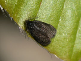 Epichnopterix plumella (Kleiner Wollsackträger) / CH BE Hasliberg 1050 m, 02. 05. 2015