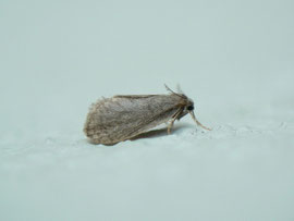Bijugis bombycella / CH BE Hasliberg 1050 m, 17. 06. 2012