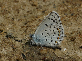 Pseudophilotes baton / CH VS Obergoms, Oberwald, Gonerli 1497 m, 05. 08. 2025