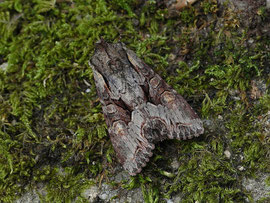 Lacanobia w-latinum (Graufeld-Kräutereule) / CH BE Hasliberg 1050 m, 24. 05. 2025 