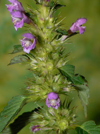 Galeopsis tetrahit (Stechender Hohlzahn) LAMIACEAE 