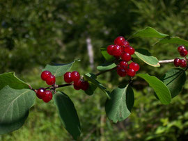 Lonicera xylosteum (Rote Heckenkirsche) /  CAPRIFOLIACEAE