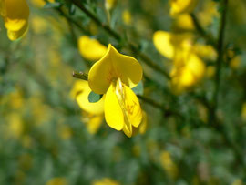 Cytisus scoparius / FABACEAE