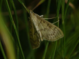 Patania ruralis /CH BE Hasliberg Hohfluh 1050 m, 07. 08. 2025