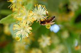 Biene auf Lindenblüte