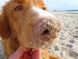 Und Nase Nummer zwei von Toller Sitka !Zuckerschnute Sitka