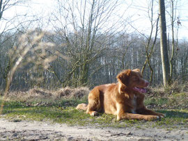 Viel Zeit für jeden einzelnen Hund