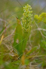 Pseudorchis albida  Weißzüngel 