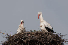 Storchennest