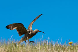 Großer Brachvogel