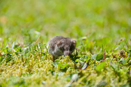 Waldspitzmaus 2