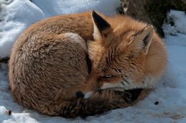 Fuchs 2