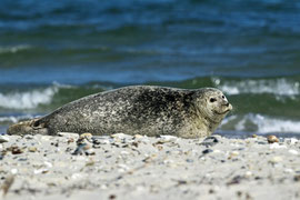 Seehund im Sonnenbad