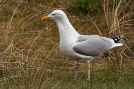 Silbermöwe (Larus argentatus)